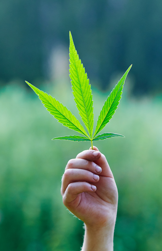 person holding a marijuana leaf in a field